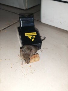 🎁 مصيدة فئران قوية / 4 قطع + قفازات هدية 🎁